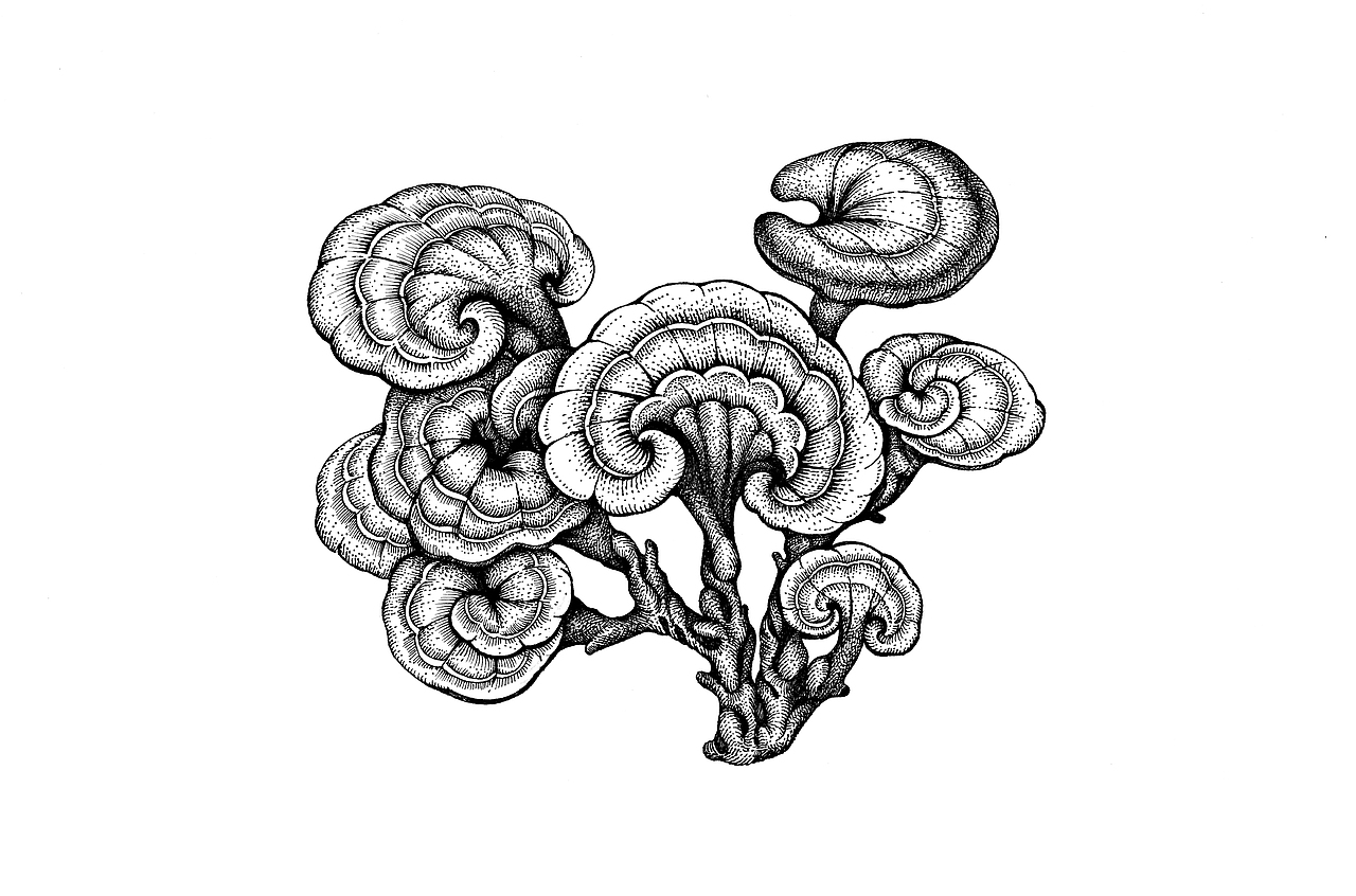 画面展示-王老吉包装插画主要呈现了如灵芝,生姜,菊花,洛神玫瑰山楂