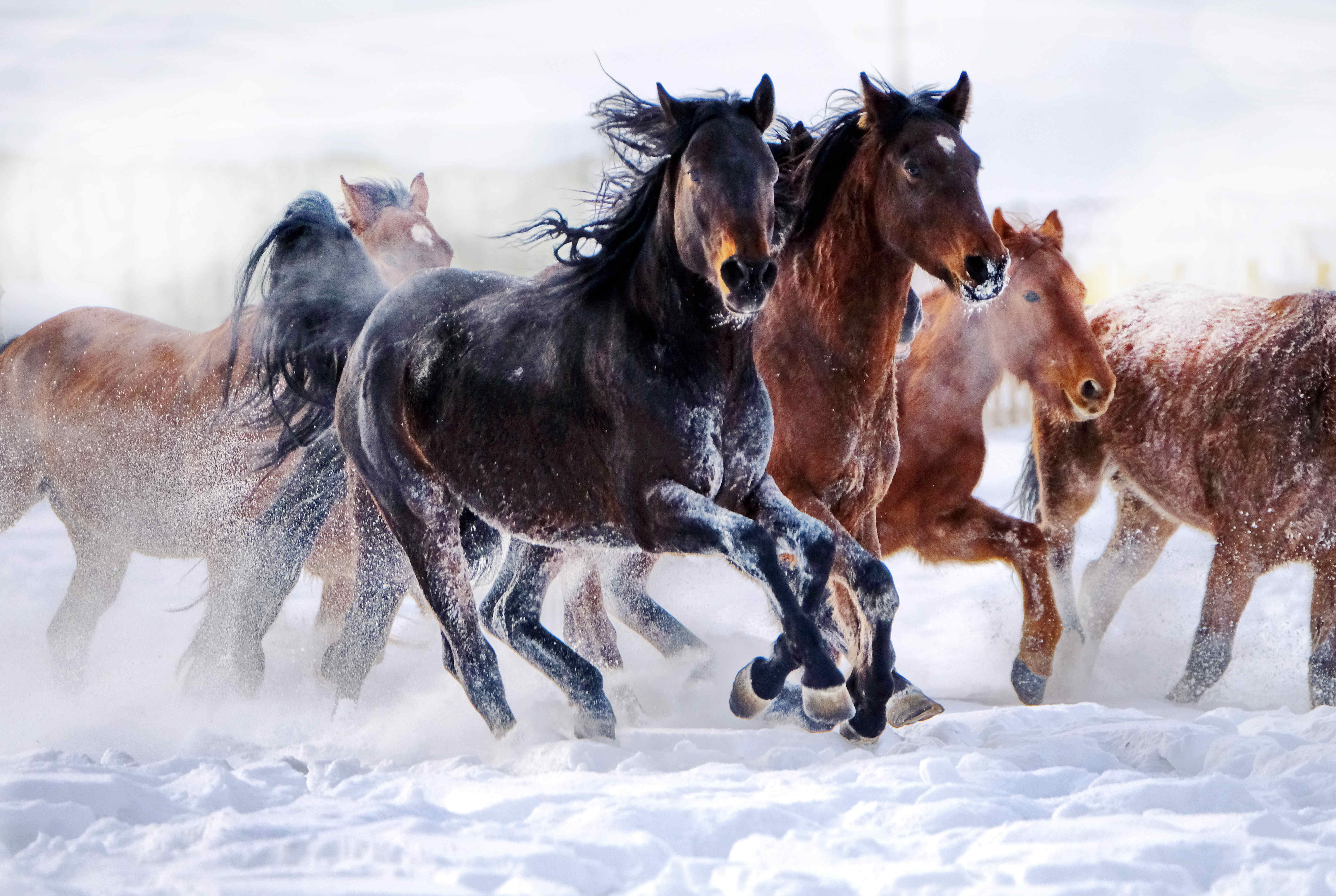 图说新疆新疆昭苏天马踏雪来卷起千重浪