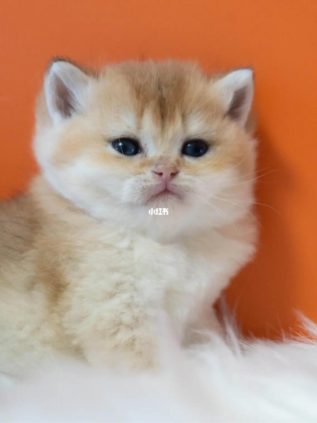 金渐层猫咪1500元