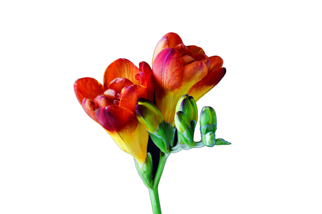 文艺风必备漂亮的小花高清免抠图13张