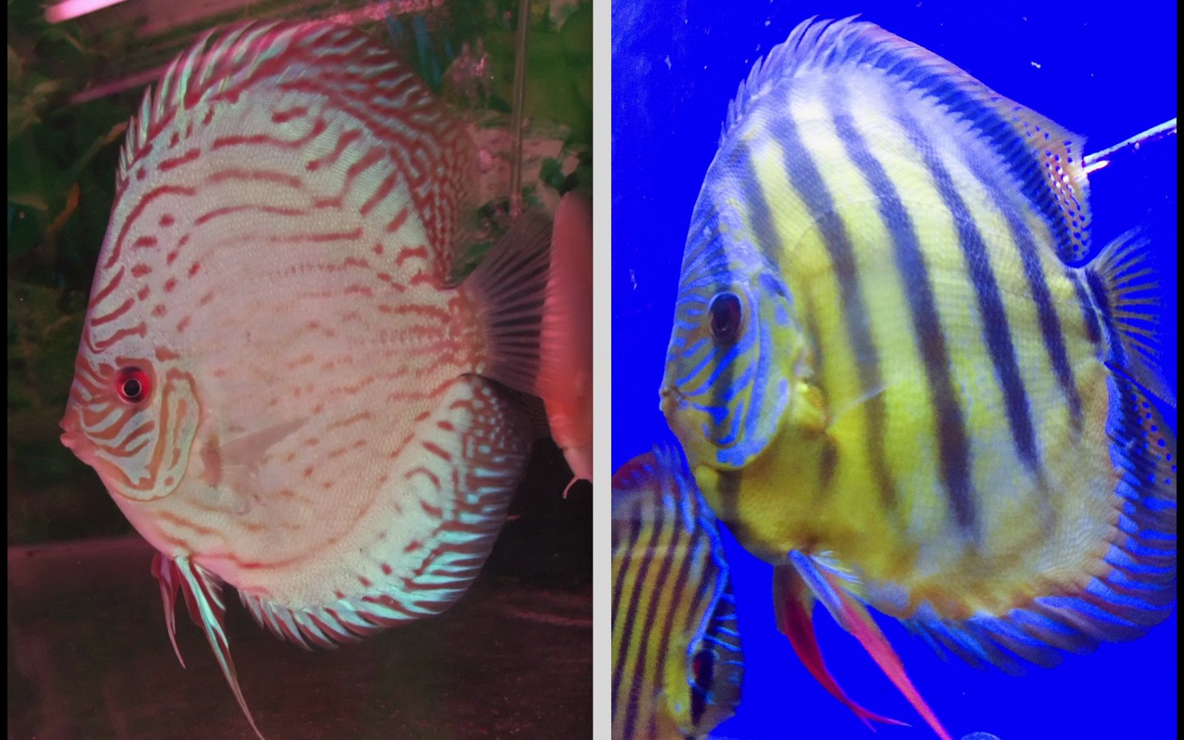 伍时盛大师的 老虎狗七彩神仙鱼 袁鹏有话要说