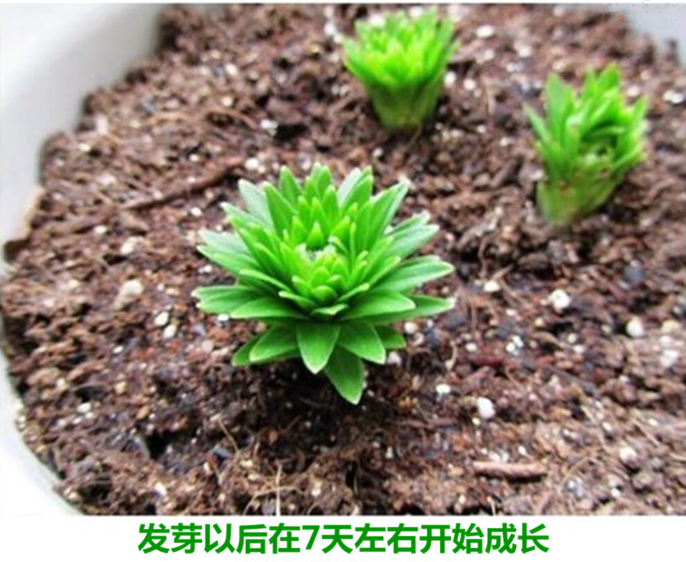 荷兰香水百合种球种子百合花苗套餐室内绿植花卉盆栽带芽大种球马卡龙