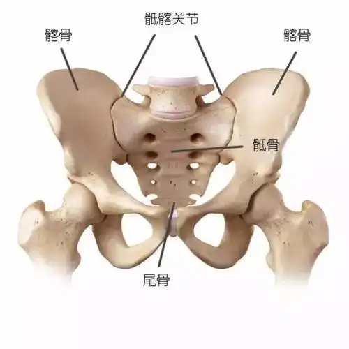 骶髂关节错位的诊断与复位手法