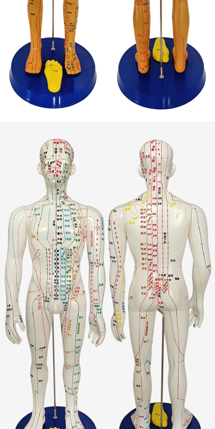 针灸人体穴位模型全身经络小皮人铜人可扎针教学中医用假人模特图