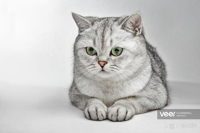 英短只有十五种颜色?别急,再带你数数!