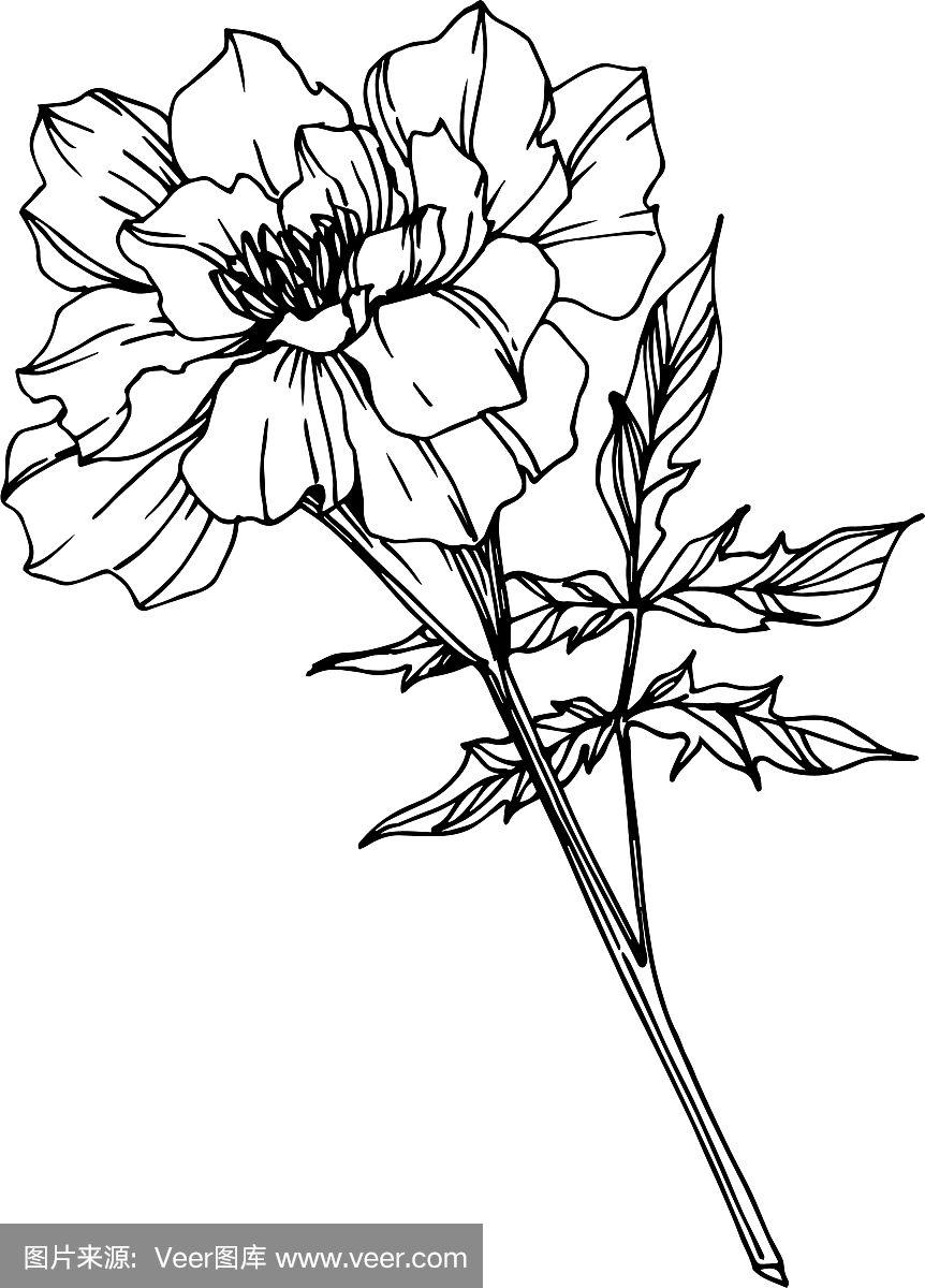 万寿菊花,植物花黑色