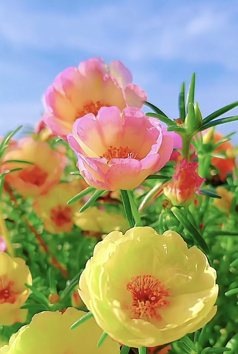 蓝天下的花朵图片