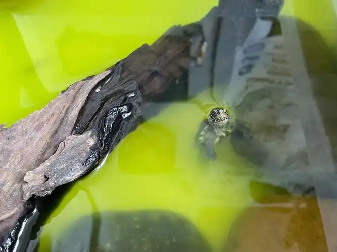 一转头已经吃了我两条龙须灯了#中华草龟