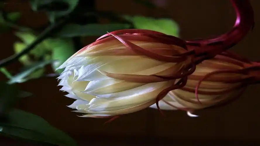 昙花,花苞,花朵,花卉,鲜花昙花花苞 壁纸图片