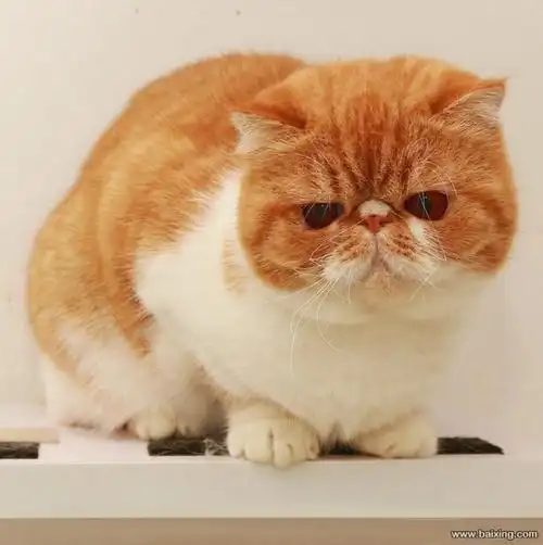 北京宠物 北京猫猫 北京加菲猫 品种加菲猫 公母公母都有 年龄3个月