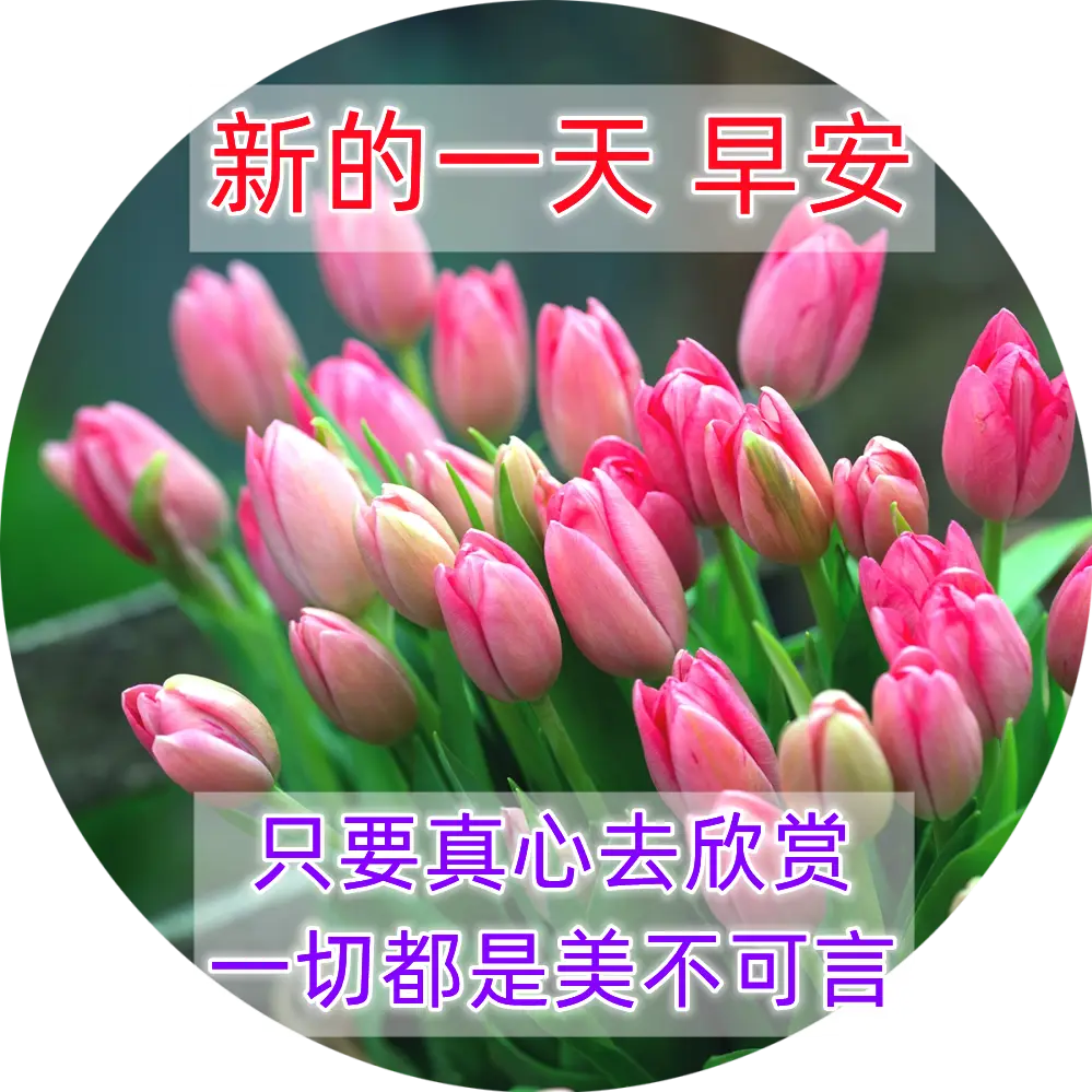 9张最新清新漂亮早上好图片带祝福语 冬日清晨早上好问候语温馨句子