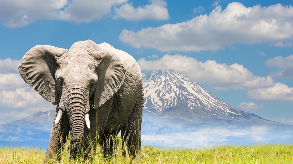 云南大象迁徙算什么,历史上的一次迁徙,毁灭了三大文明古国_雅利安_到