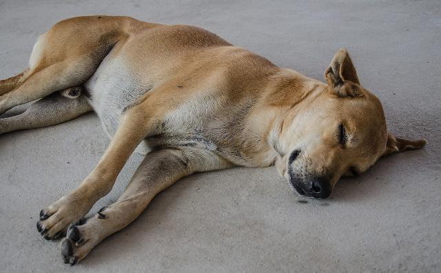 狗狗冷知识,从狗睡觉的姿势,能看出它对主人的态度