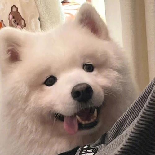 微信头像狗狗可爱图片福 微信头像图片大全 -【爱个性】