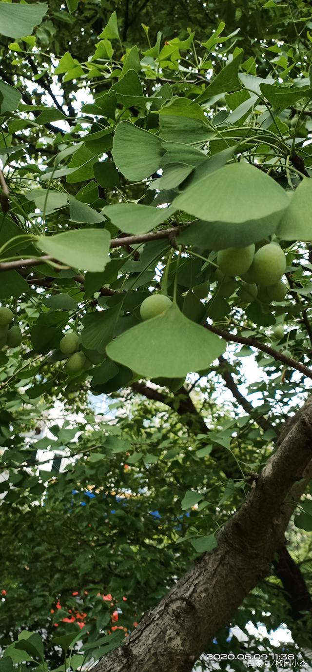 朋友们知道银杏树的果儿可以吃吗