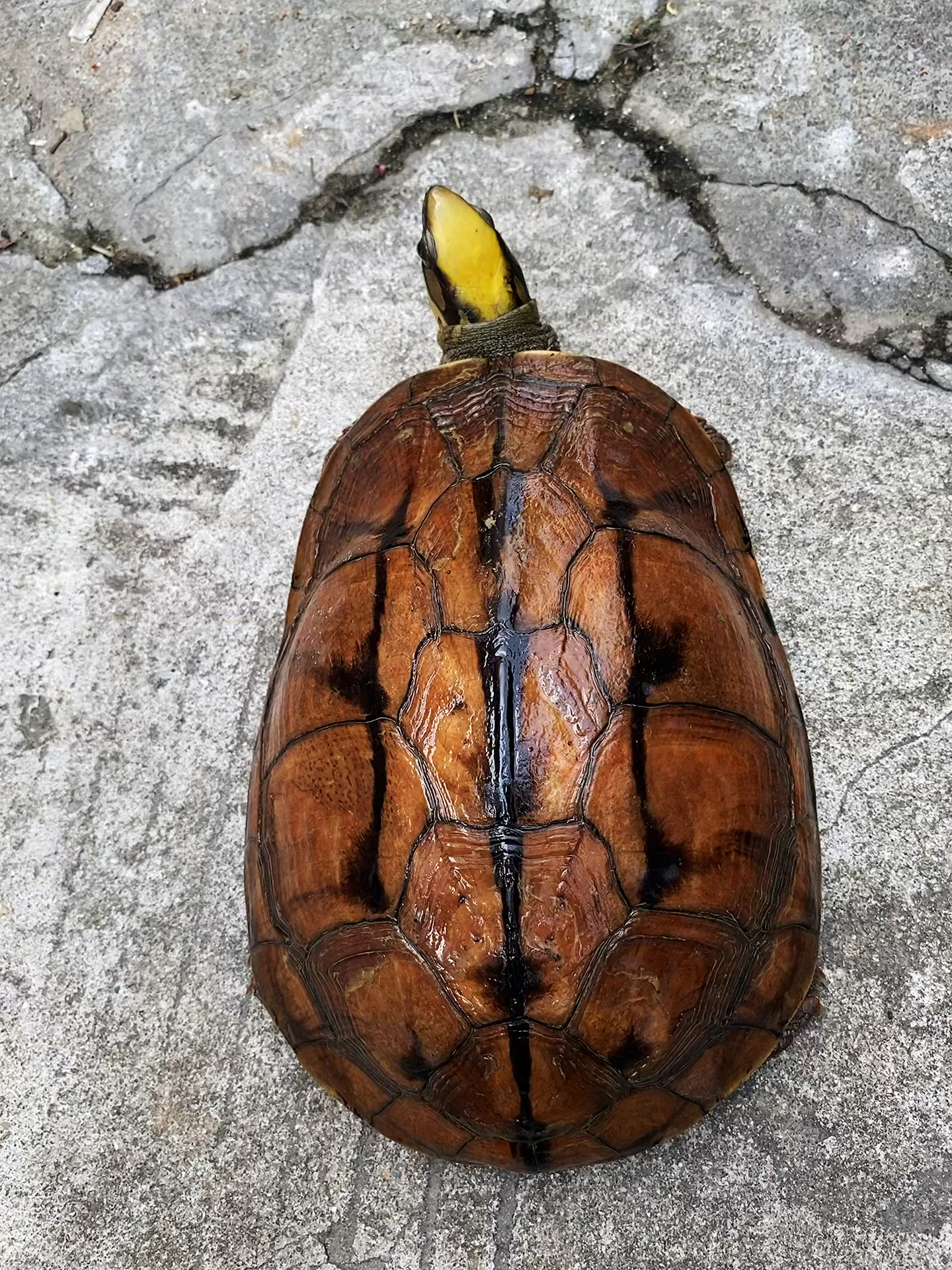 金钱龟#海南西线大黄头