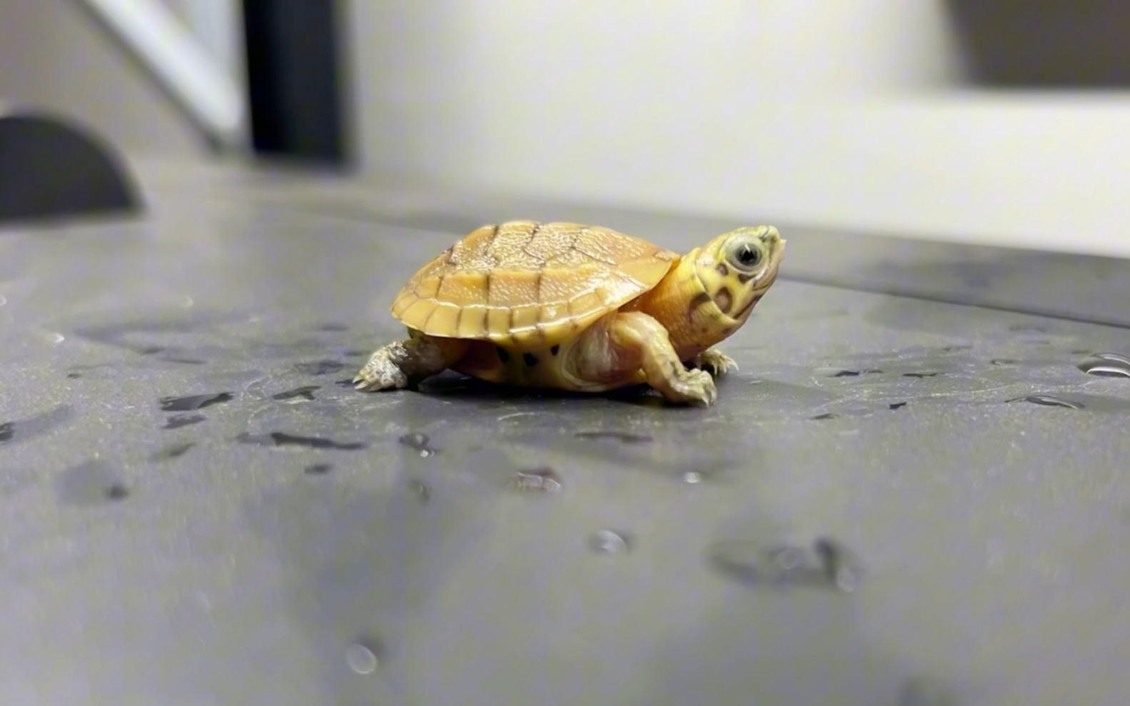 开箱斑纹草龟,这小龟真的太萌了,后悔没早点入