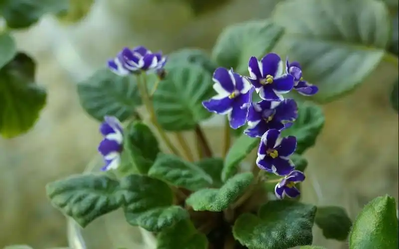 夏天的花紫罗兰图片壁纸 紫罗兰,夏天的花,夏天鲜花,紫色花朵