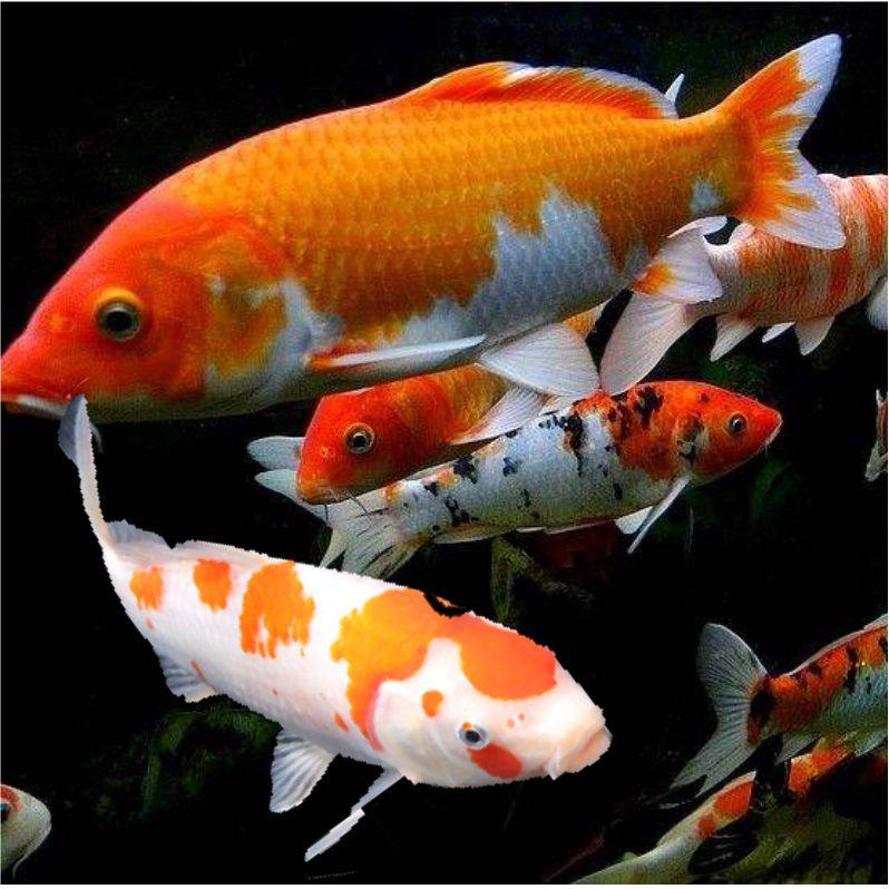 冷水鱼观赏鱼锦鲤活鱼纯种锦鲤招财鱼发财鱼练手鱼好养活的锦鲤