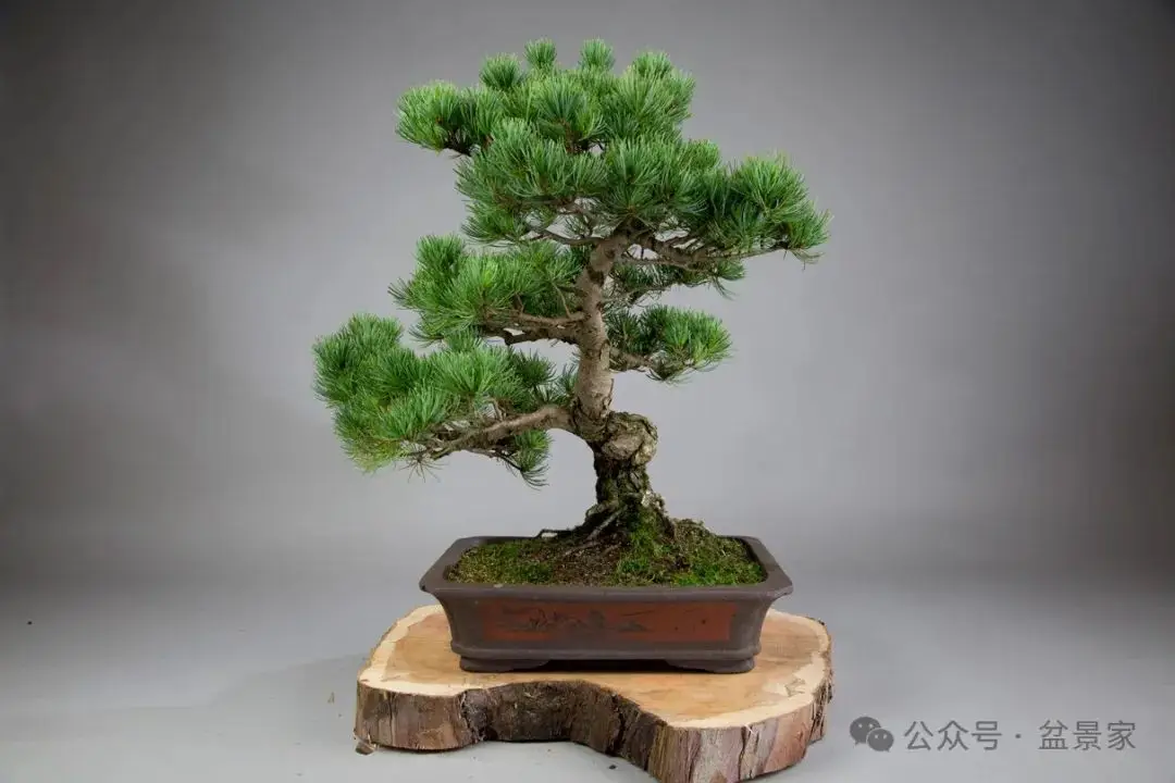 盆圈的迷思_盆景_艺术_市场化