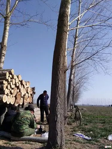 大量收购杨树林,数量越多越好,2.6米和1.3米的净材也可以.手机号码