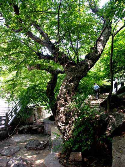 黑檀木是什么木头