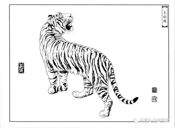 老虎白描图谱