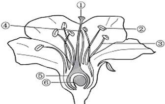 如图是桃花的结构示意图,据图回答