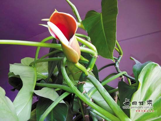 兰州市民家养了10年的绿萝开出了花