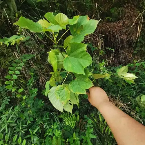 贵州深山桐子树苗桐树苗 乔木庭院绿植 油桐树苗绿化苗木现挖现发--爱