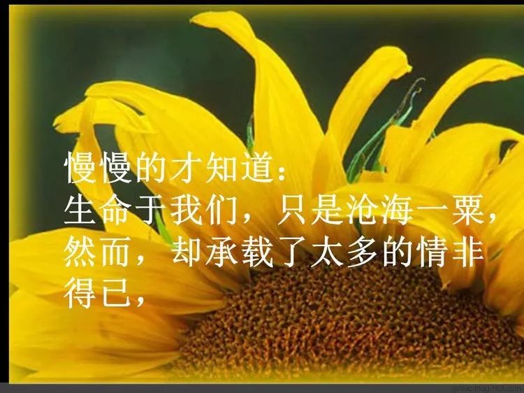 写进心坎里的人生哲理感悟语录句句触动心灵