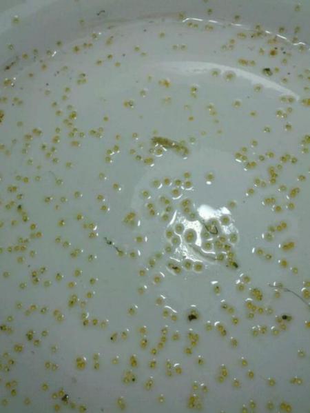 这个这个鱼的卵长什么样?