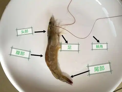 虾的解剖学——1704熊思霖