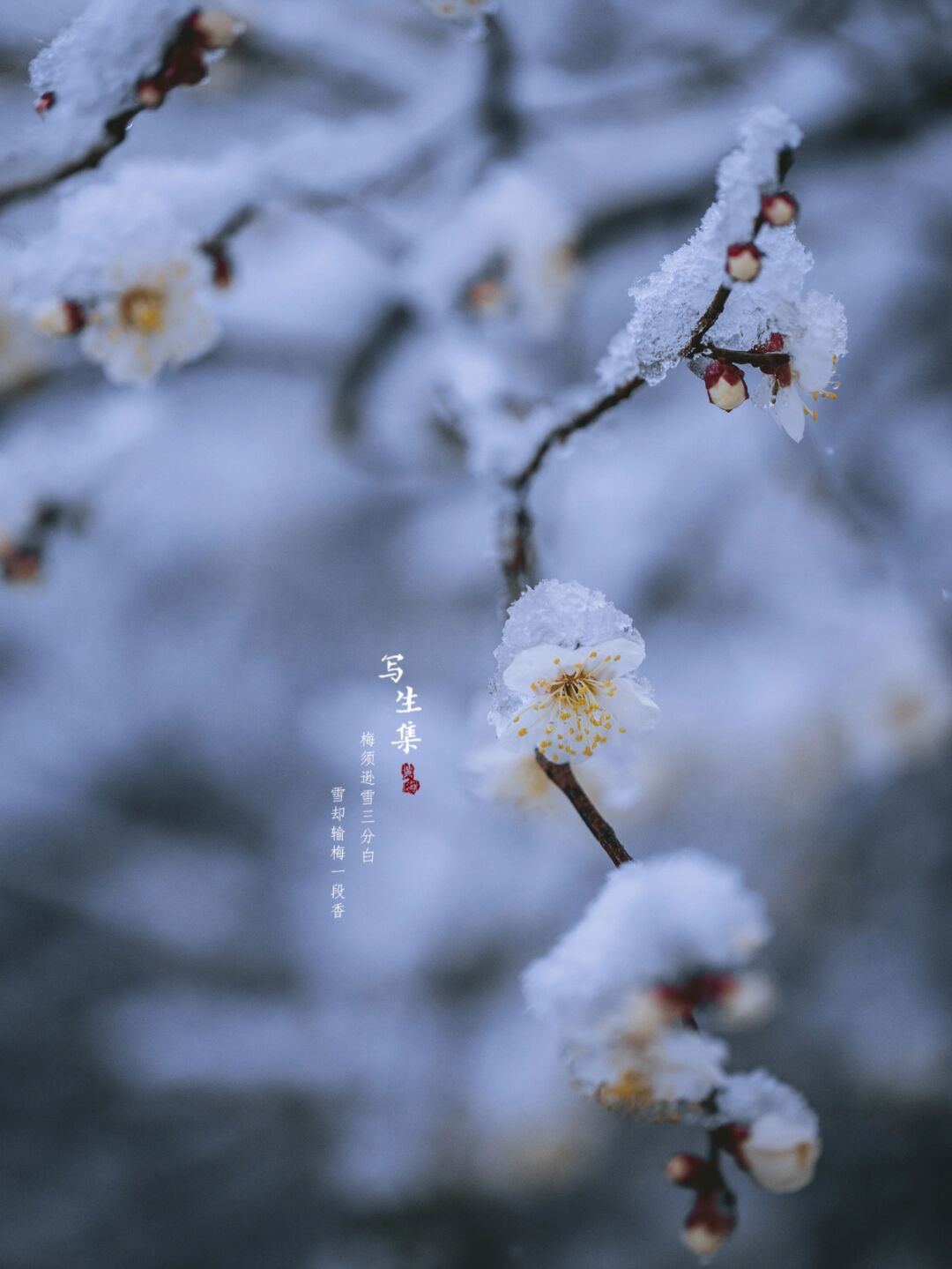 白梅花有着忠贞的寓意,洁白无瑕的花瓣,代表着忠贞不二的赤子之心.