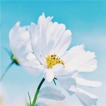 微信最吉利的好看头像能带来好运的微信头像图片