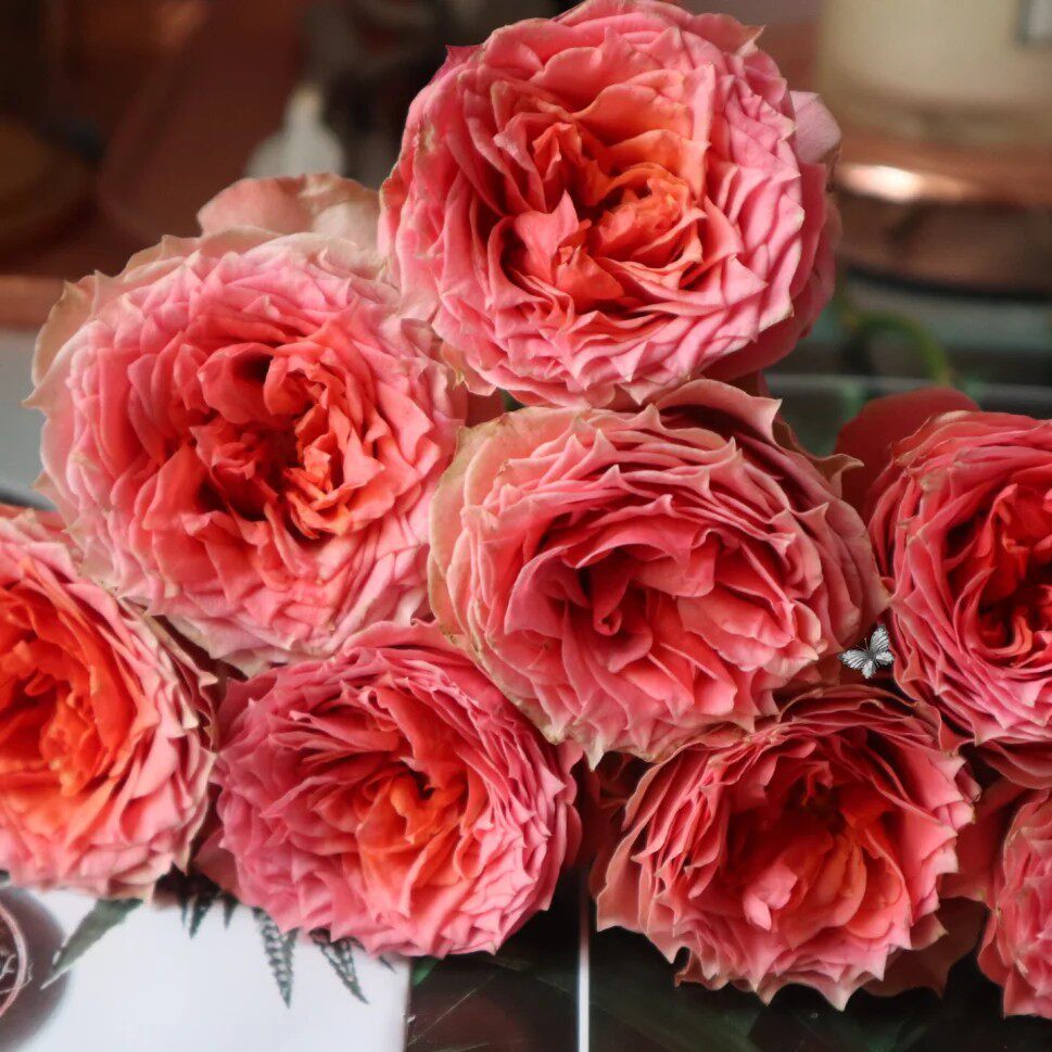 迪瑞特小仙女召唤骄傲太阳神人鱼公主辛西娅江南玫瑰花新鲜时令草本