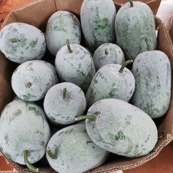 新鲜迷你水果小冬瓜香冬瓜批发挂霜白皮绿色蔬菜毛冬瓜9斤到10斤净重