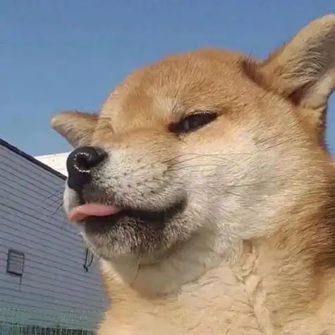 搞怪的动物头像图片大全搞笑