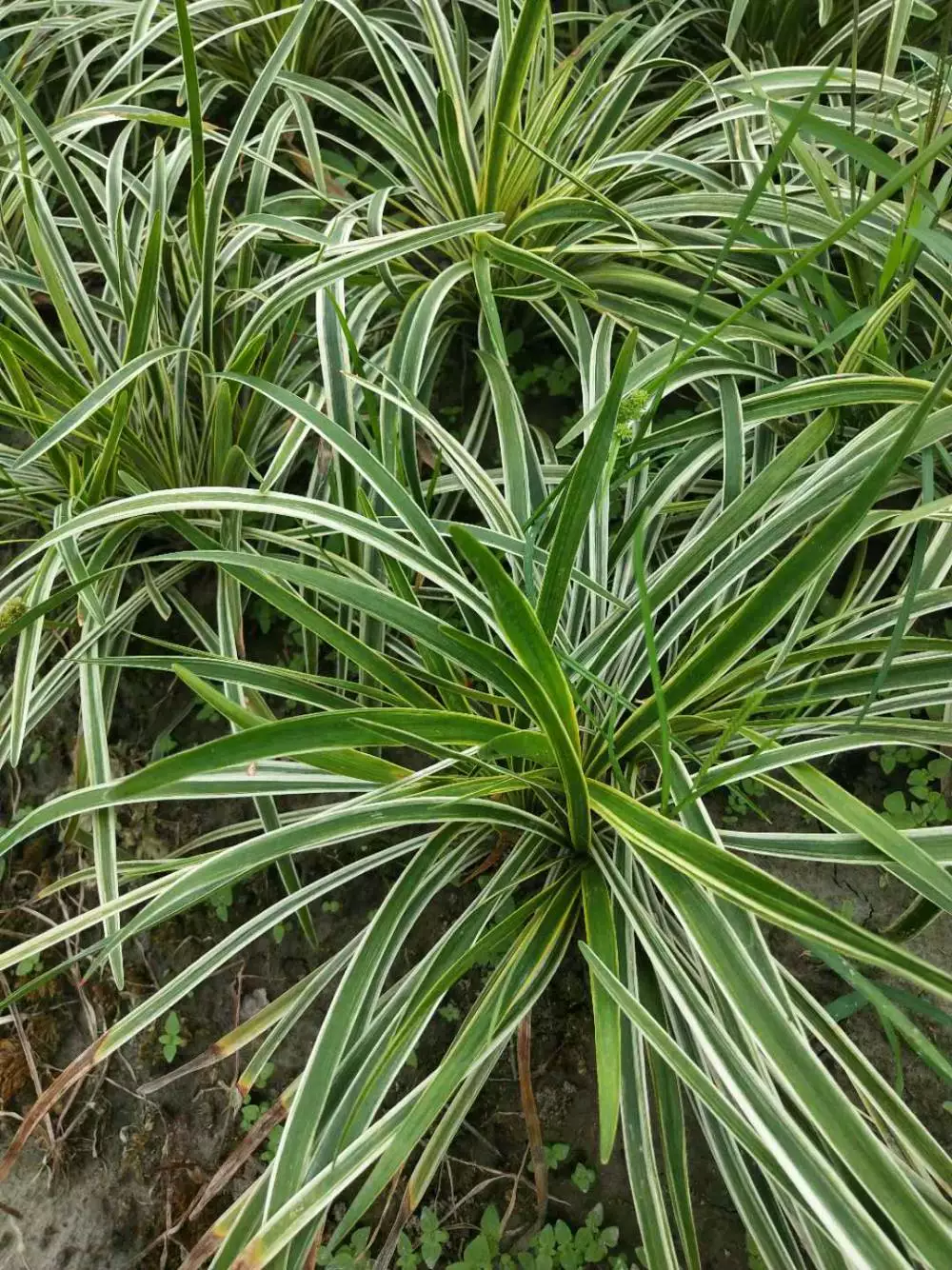 湖南金边阔叶麦冬小苗子价格金边阔叶麦冬批发金边阔叶麦冬基地