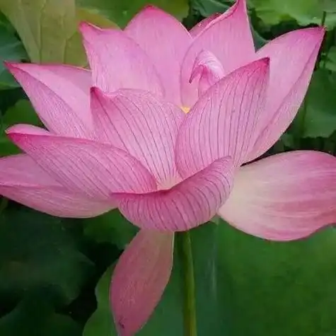 爸妈微信头像花 微信头像图片大全 -【爱个性】