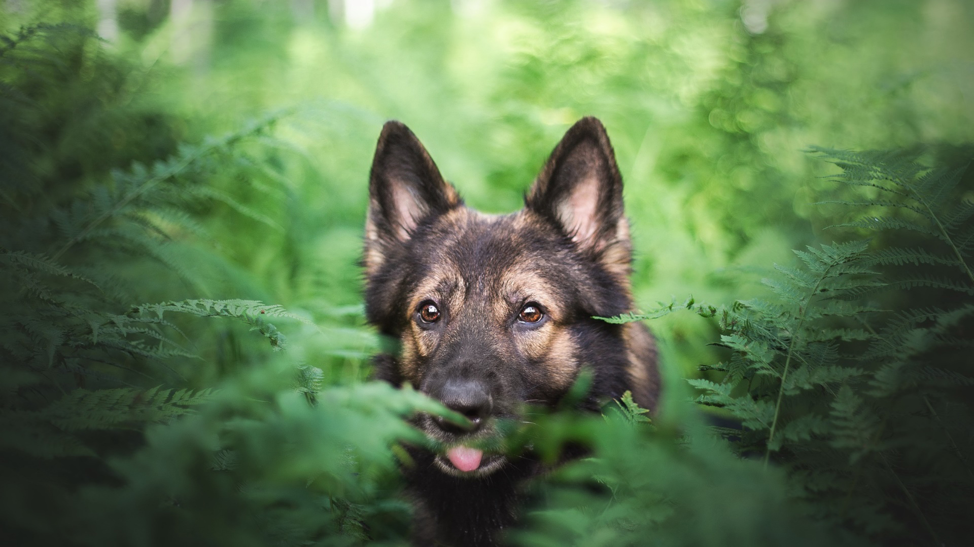 可爱的动物特写高清宽屏桌面壁纸