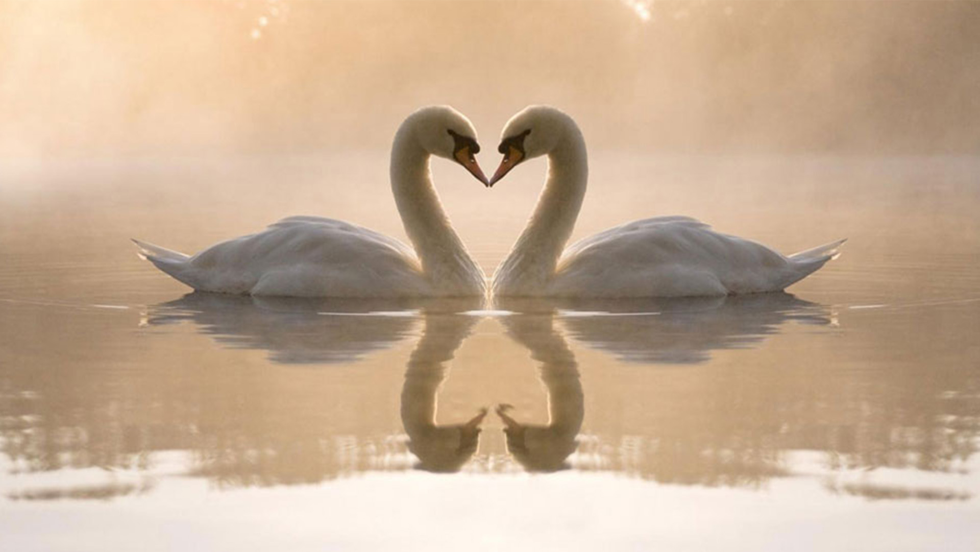 唯美情侣高清桌面壁纸