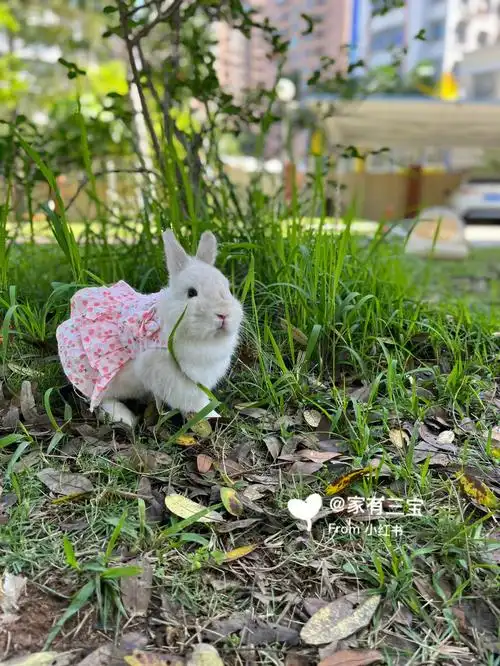 你们要的仙女公主兔00