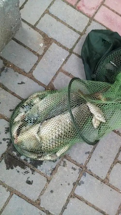 新沂市蔡庄桥野钓鱼货 - 钓鱼之家