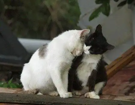 组图:全城热恋 动物的热吻也竟如此疯狂