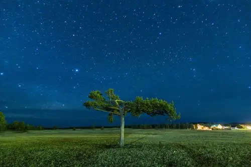 星空下的树 - 自然类-摄影大赛2016 - 国家地理中文网