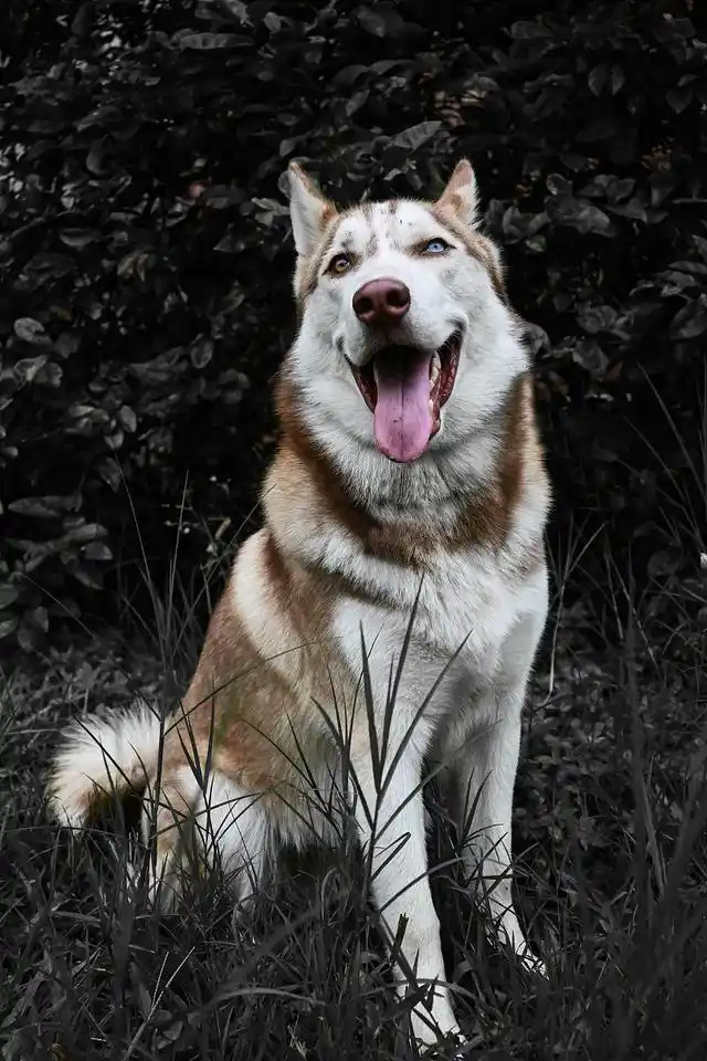 哈士奇寿命一般多少年?揭秘它们的狗生奥秘与陪伴之道