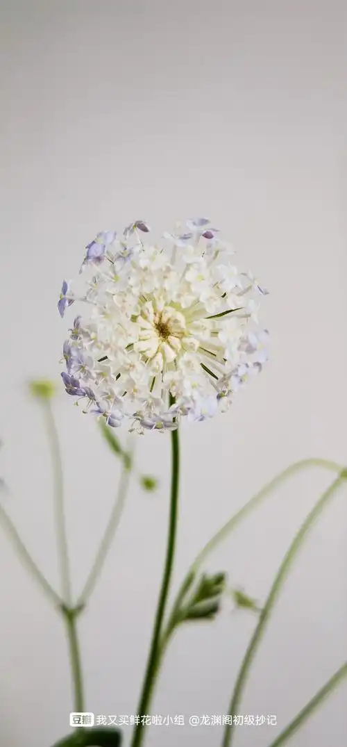 花中照骗,翠珠.拍照巨美,插瓶子里就像草似的乱码七糟的.