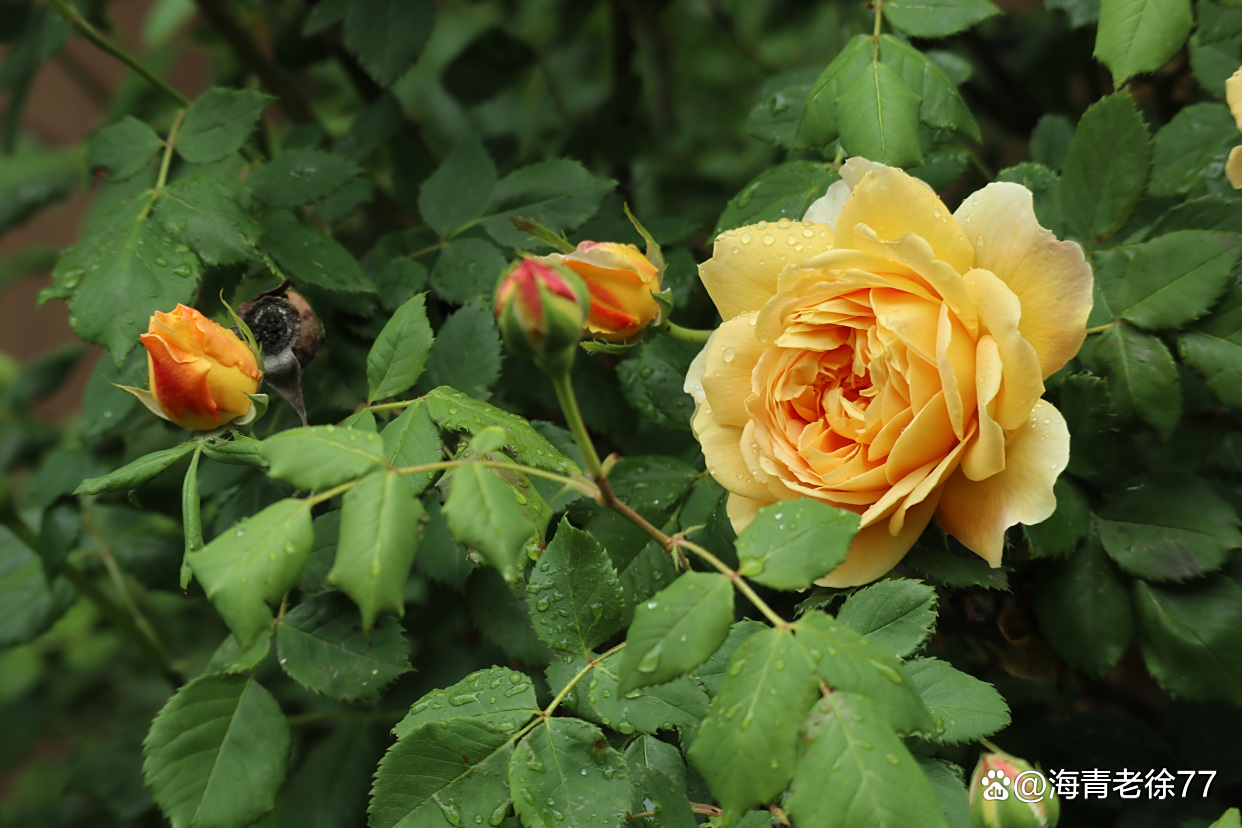 意大利,西班牙,卢森堡,罗马尼亚,伊拉克,叙利亚,摩洛哥等国家的国花