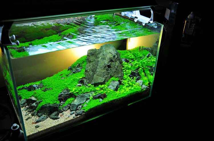 60cm草缸造景优秀作品图片展